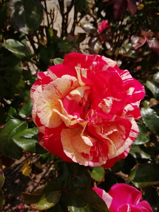 Victoria Arromanches B&B Tracy-sur-Mer Екстериор снимка
